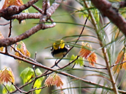 [The bird is perched with one foot below the other on a thin branch facing the camera. The head appears to be nearly all yellow. The throat and upper breast is nearly black while the rest of the stomach is white. The wings appear to have black and white stripes but hard to tell since only the upper front part is visible.]